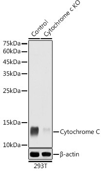 Cytochrome C Antibody in Western Blot (WB)