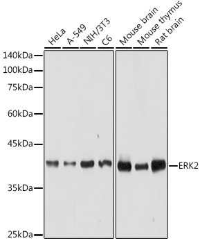 ERK2 Antibody in Western Blot (WB)