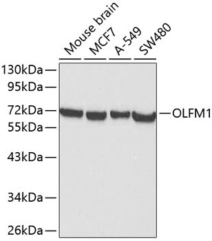 OLFM1 Antibody in Western Blot (WB)