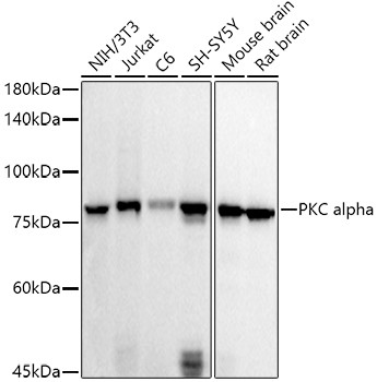 PKC alpha Antibody in Western Blot (WB)