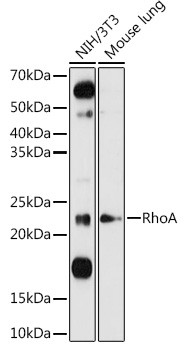 RhoA Antibody in Western Blot (WB)