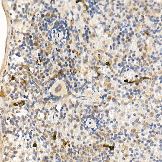 c-Abl Antibody in Immunohistochemistry (Paraffin) (IHC (P))