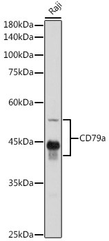 CD79a Antibody in Western Blot (WB)