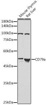 CD79a Antibody in Western Blot (WB)