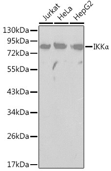 IKK alpha Antibody in Western Blot (WB)