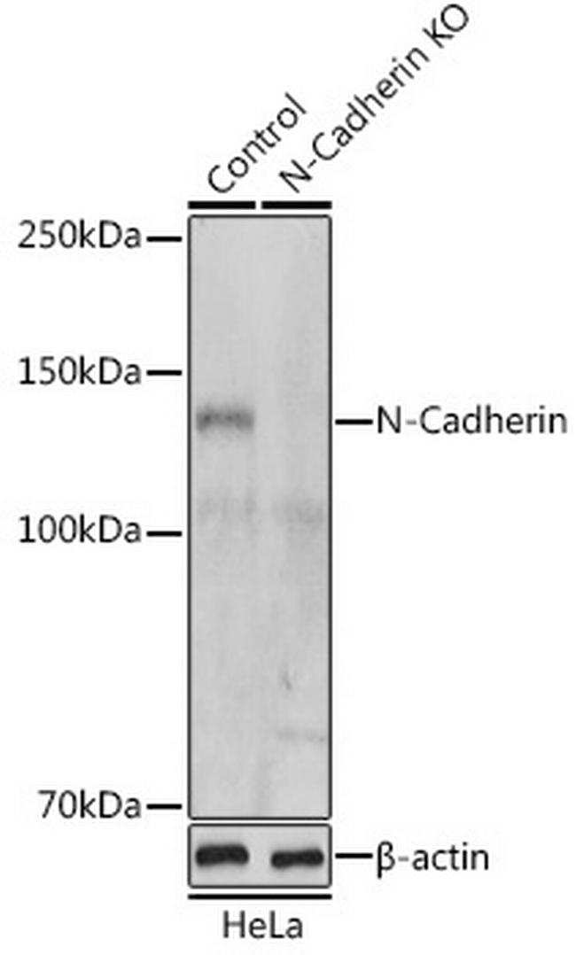 N-cadherin Antibody