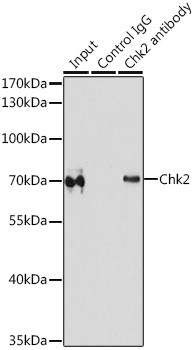 CHK2 Antibody in Immunoprecipitation (IP)