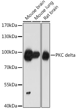 PKC delta Antibody in Western Blot (WB)