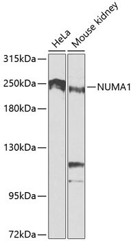 NuMA Antibody in Western Blot (WB)