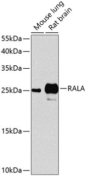 RALA Antibody in Western Blot (WB)