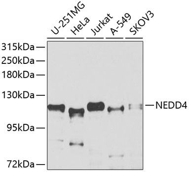 NEDD4 Antibody in Western Blot (WB)