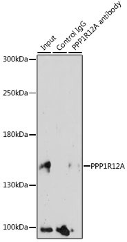 MYPT1 Antibody in Immunoprecipitation (IP)