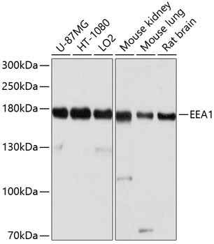 EEA1 Antibody in Western Blot (WB)