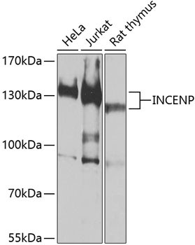 INCENP Antibody in Western Blot (WB)