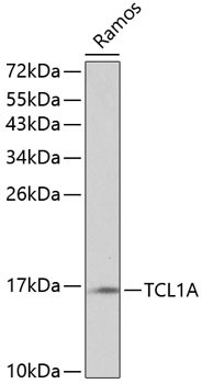 TCL1 Antibody in Western Blot (WB)