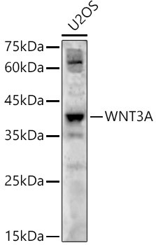 WNT3A Antibody in Western Blot (WB)