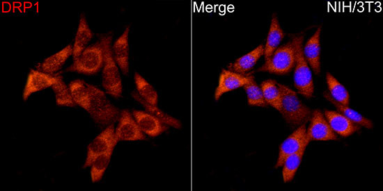 DNM1L Antibody in Immunocytochemistry (ICC/IF)