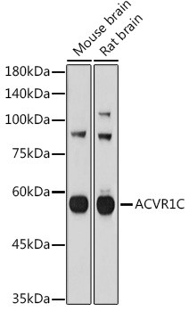 ACVR1C Antibody in Western Blot (WB)