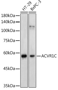 ACVR1C Antibody in Western Blot (WB)