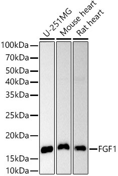 FGF1 Antibody in Western Blot (WB)