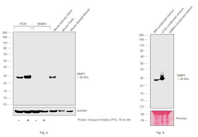 MMP7 Antibody