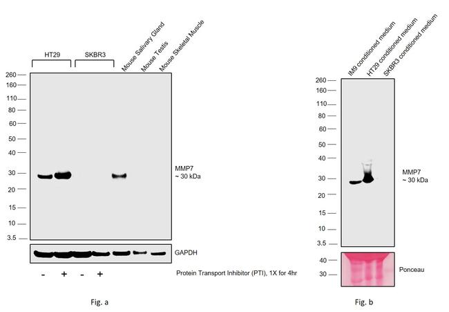 MMP7 Antibody in Western Blot (WB)