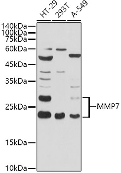 MMP7 Antibody in Western Blot (WB)