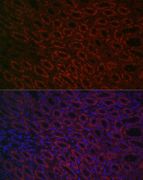 BMP-7 Antibody in Immunocytochemistry (ICC/IF)