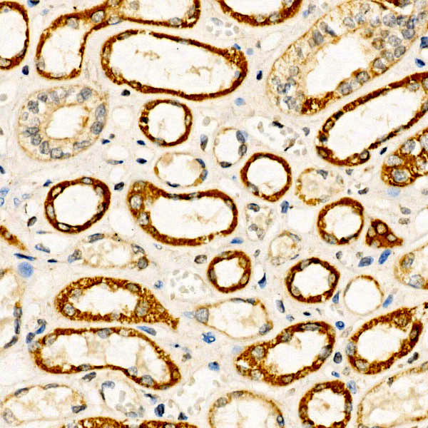 BMP-7 Antibody in Immunohistochemistry (Paraffin) (IHC (P))