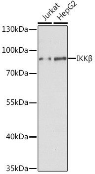 IKK beta Antibody in Western Blot (WB)