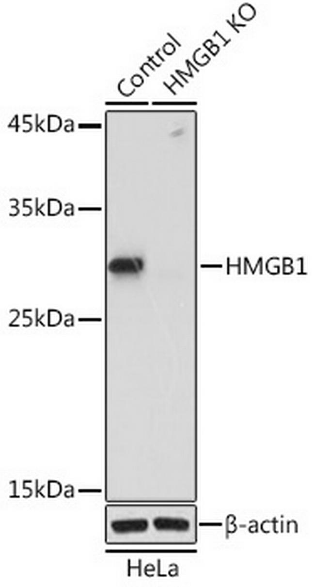 HMGB1 Antibody