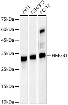 HMGB1 Antibody in Western Blot (WB)