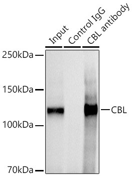 c-Cbl Antibody in Immunoprecipitation (IP)