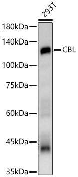 c-Cbl Antibody in Western Blot (WB)