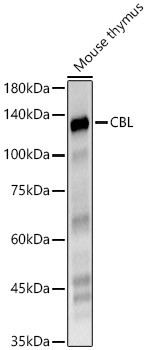 c-Cbl Antibody in Western Blot (WB)