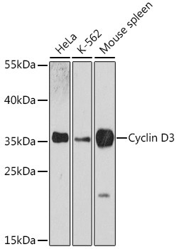 Cyclin D3 Antibody in Western Blot (WB)