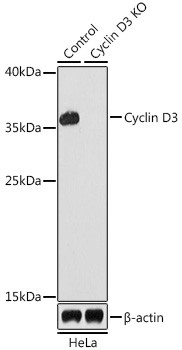 Cyclin D3 Antibody in Western Blot (WB)