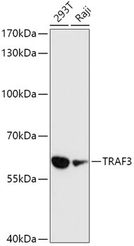 TRAF3 Antibody in Western Blot (WB)