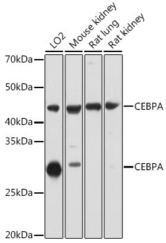 C/EBP alpha Antibody in Western Blot (WB)