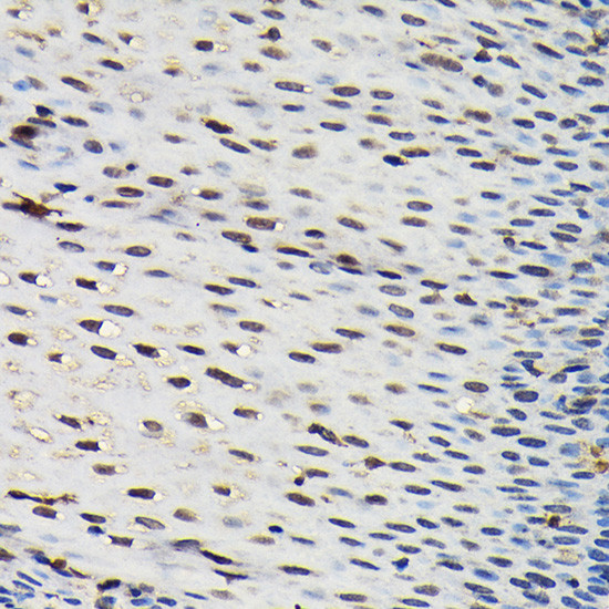 SFPQ Antibody in Immunohistochemistry (Paraffin) (IHC (P))