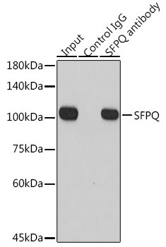 SFPQ Antibody in Immunoprecipitation (IP)