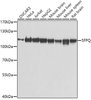 SFPQ Antibody in Western Blot (WB)