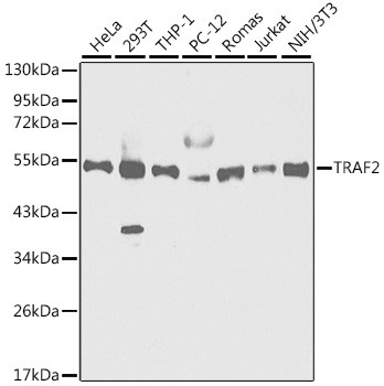 TRAF2 Antibody in Western Blot (WB)