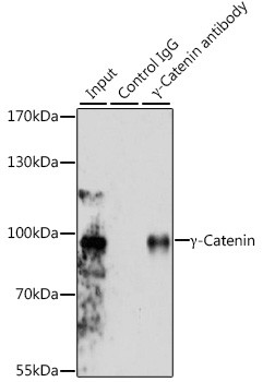 gamma Catenin Antibody in Immunoprecipitation (IP)