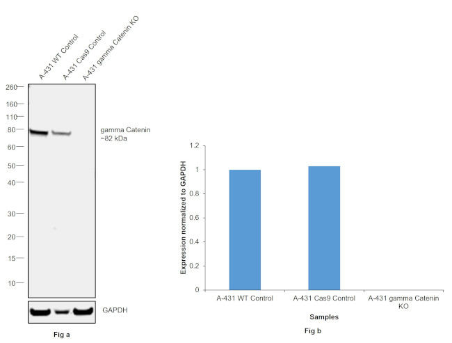 gamma Catenin Antibody