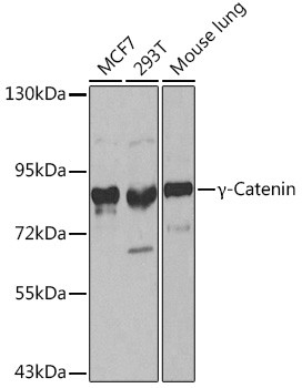 gamma Catenin Antibody in Western Blot (WB)