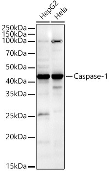 Caspase 1 Antibody in Western Blot (WB)