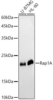 RAP1A Antibody in Western Blot (WB)