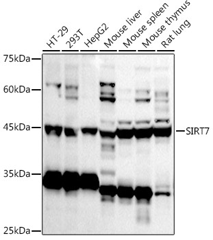 SIRT7 Antibody in Western Blot (WB)