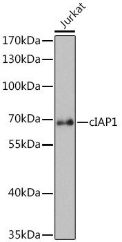 cIAP1 Antibody in Western Blot (WB)